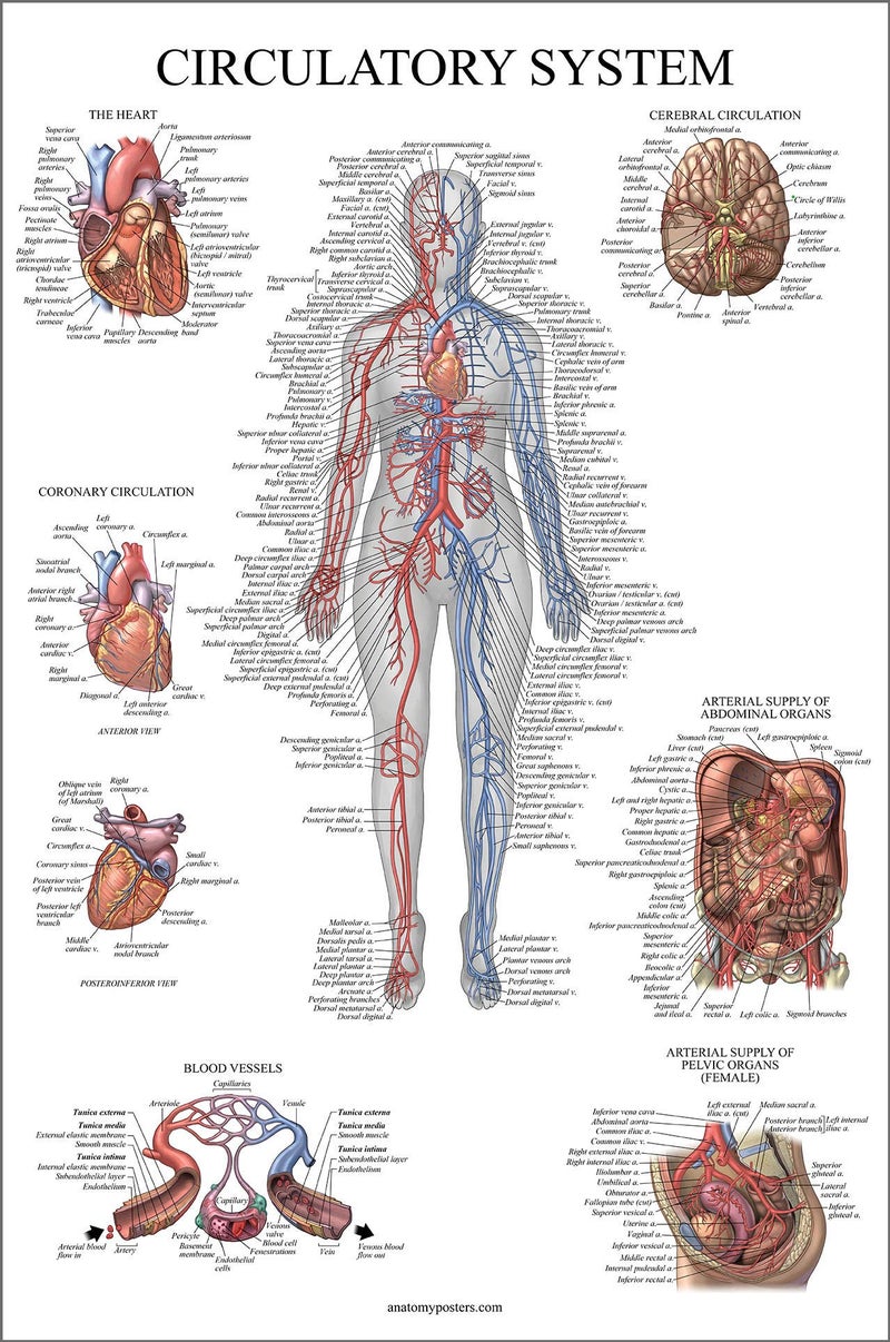 Palace Learning Circulatory System Anatomical Chart - Vascular Anatomy Poster - (18" x 24") - Image 1